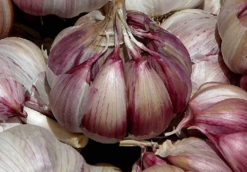 تصویر 4 از سیر قرمز خوش رنگ با بافت فشرده مناسب بسته بندی صادرات محور